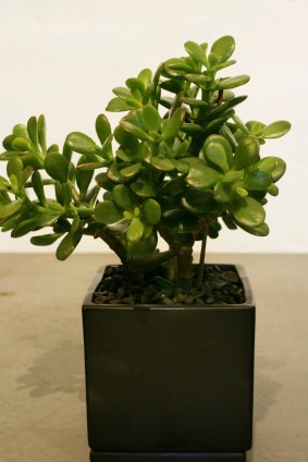 Good luck? A jade plant.