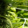 Andrews government quashes push to legalise cannabis in Victoria