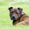 A staffordshire terrier, not the dog involved in the fatal attack.