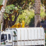 Infected trees are cut down in Kings Park. 