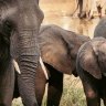 Nature up close at Simbavati River Lodge.