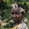 Biblical 'super-swarms' of locusts devour African crops