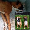 Puppy farm sting: Strawberry the boxer left to rot while her puppies were sold to Claremont pet shop