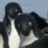 Bird flu can spread quickly between species, which is a risk for the wildlife in Antarctica like these penguins and skuas. 