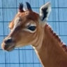 Brown but not boring: Rare spotless giraffe born at Tennessee zoo