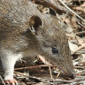 The urban bandicoot that could stop the bulldozers