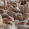 US curbs Australian poultry imports on bird flu concerns