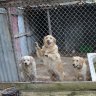 Councils say ‘weak laws’ make NSW a haven for substandard puppy farms