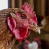 ‘Free-range’ label to stay when chickens locked down to contain bird flu