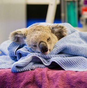 The koala, a young male coming into his first breeding season, was attacked about 2.30am on Tuesday at Petrie, but the dog's owners did not contact the RSPCA until 7.30am.
