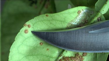 Wallpaper Clearing The Citrus Canker For Android Free
