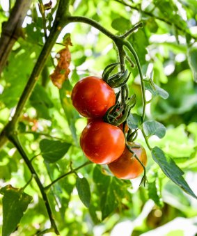Tomatoes ripen in Kat Lavers' garden.