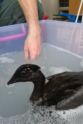The rescued duck having one of its four baths after an oily encounter.