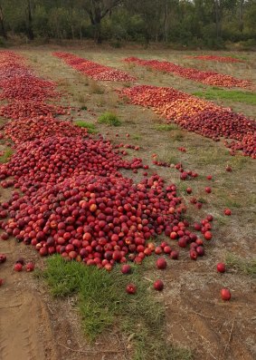 Tonnes of fruit goes to waste as growers claim Coles favours product trucked across the Nullabor.