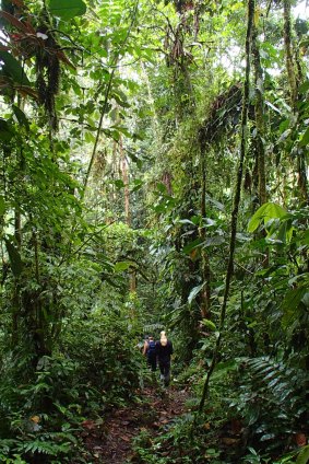 Guided hikes at Mashpi Lodge take you through thick cloud forest.