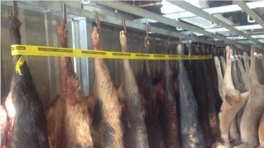 Eighteen seized wild boar carcasses that were lacking official identification leg tags. 