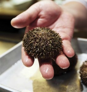 Inspired by nature: The drug protection technology mimics the way a sea urchin builds its hard outer shell.