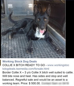 Farmers are turning to social media to find homes for working dogs.