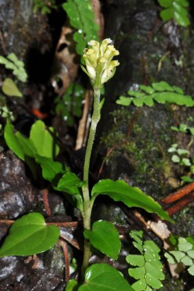 Tonsil orchid - Vydagzynea grayii