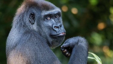 'The gorilla channel' meme highlights how easy it is for satire and fake news to become confused. 