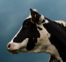 HSBC 'negative' on Chinese dairy consumption