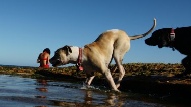 Experts say dogs are happy enjoying the company of other dogs.
