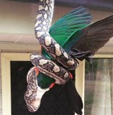 A Sunshine Coast woman has captured a carpet python devouring a King Parrot.