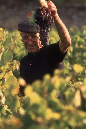 The bounty of a Bordeaux vineyard.