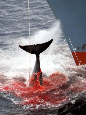 A whale is killed by a harpoon in the Southern Ocean off Antarctica.