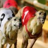 Greyhound industry exaggerated level of support in pre-election campaign