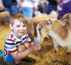 Get close to the animals at the Royal Melbourne Show.