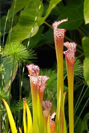 The trumpet pitcher plant needs just a few flies a week to feel well-fed.