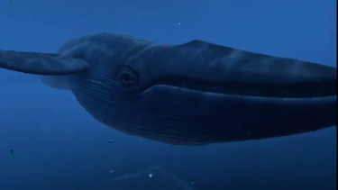 The whale in The Blu demo.
