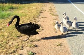 Cygnets at Bonython: A sign of an early spring?