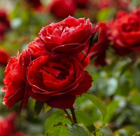 Your appreciation of the beauty of a rose bush in someone's garden does not give you the right to approach it without permission.