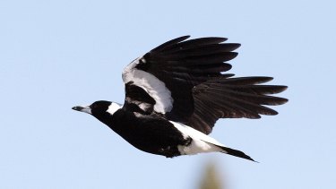 Look out, magpie swooping season is under way.