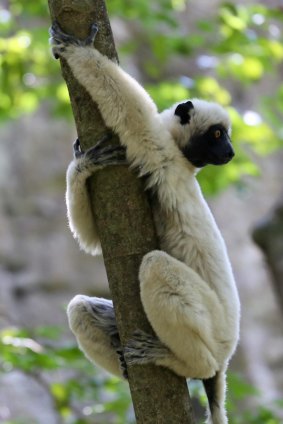 The white sifaka lemurs charm with big amber eyes, puppy-like noses and long, slender fingers and toes.