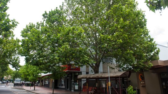 The large London Plane tree on Franklin Street, Griffith, at the Manuka Shops, which was at the centre of a Tribunal case involving a move by Liangis Investments to have the tree removed from the ACT's tree protection register.
