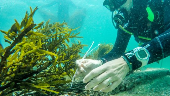The crayweed "have lots of sex" once they are transplanted on bare reefs.