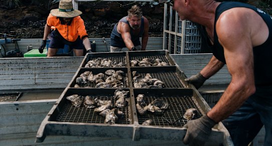 Hawkesbury River Oyster Shed, operated by Deb and Peter OâSullivan at Mooney Mooney. The past weekâs torrential rain and flooding has threatened the Oyster industry along the Hawkesbury River, due to fresh water flushing out the saltwater needed for the oysters to survive. Here Peter and his employees are relocating oysters from their Marramarra leases to their Porto Bay leases, which are closer to the ocean in a hope that saltwater will return sooner and they can save their oysters. Photographed Wednesday 24th March 2021. Photograph by James Brickwood. SMH NEWS 210324