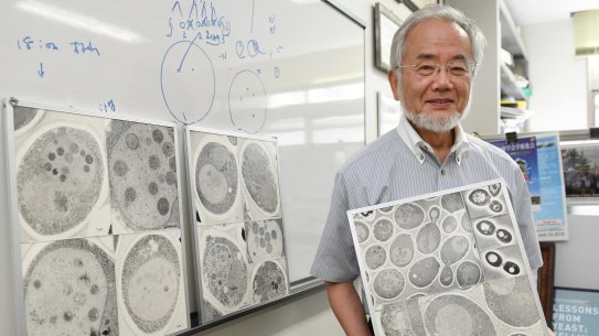 Nobel prize winner: Japanese scientist Yoshinori Ohsumi at the Tokyo Institute of Technology.
