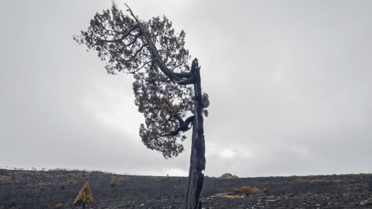 Destroyed pencil pine on Tasmania's central plateau.