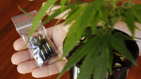 Medifarm will mainly produce medicinal cannabis oil.