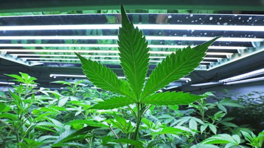 It's legal to sell and buy cannabis for medicinal and recreational use in several US states.