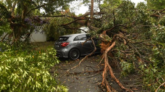 Storm damage Davidson
Photo Nick Moir 26 nov 2019