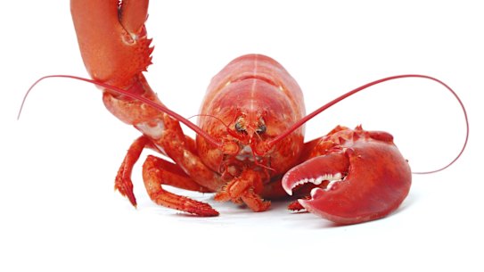 The Swiss have banded boiling lobsters alive.
