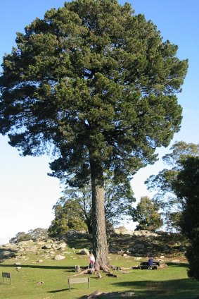 This 100-year-old Radiata Pine at Mount Beckworth Scenic Reserve has been named Victorian Tree of the Year.