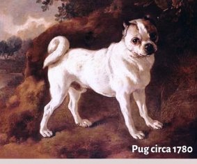 An early pug from around 1780. They had longer muzzles, and were much longer and taller than those bred today.