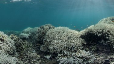 Coral bleaching caused by extreme warmth at Lizard Island, Great Barrier Reef.