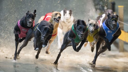 The government will spend $41 million to reform the greyhound industry.